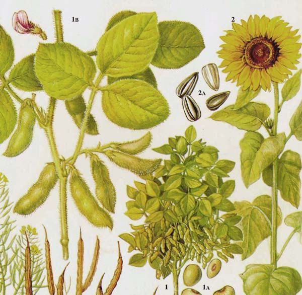 Sunflower Soy Beans Oil Food Chart Vegetable Botanical Lithograph Illustration For Your Vintage Kitchen 25 -   7 planting Sketch botanical ideas