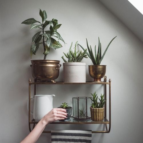 homesteadseattle: Plant rehab center. Hoping for more wins than... (The Shiny Squirrel) -   9 plants Tumblr shelves ideas