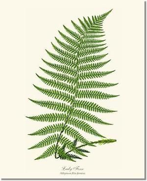 Lady Fern -   11 fern plants Painting ideas