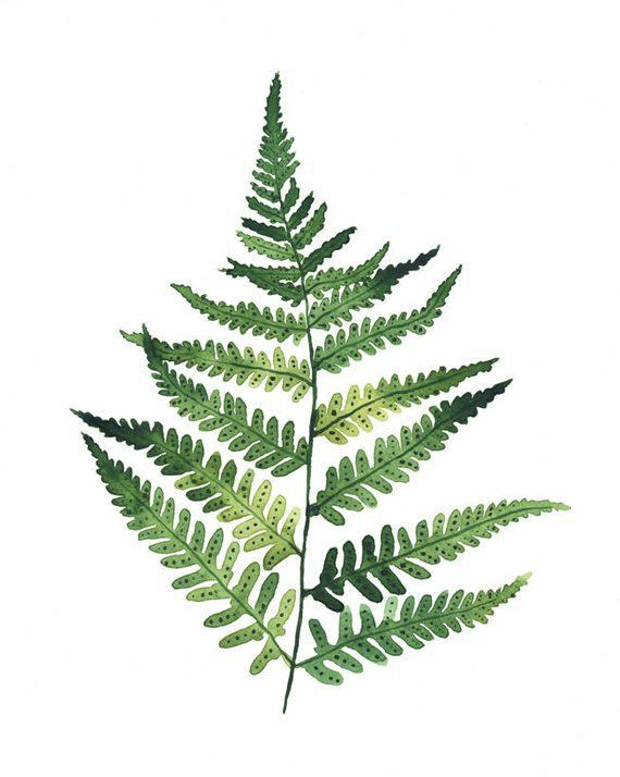 ORIGINAL Forest Fern water-colour painting -   11 fern plants Painting ideas