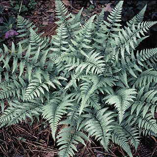 Athyrium 'Ghost' -   11 fern plants Painting ideas