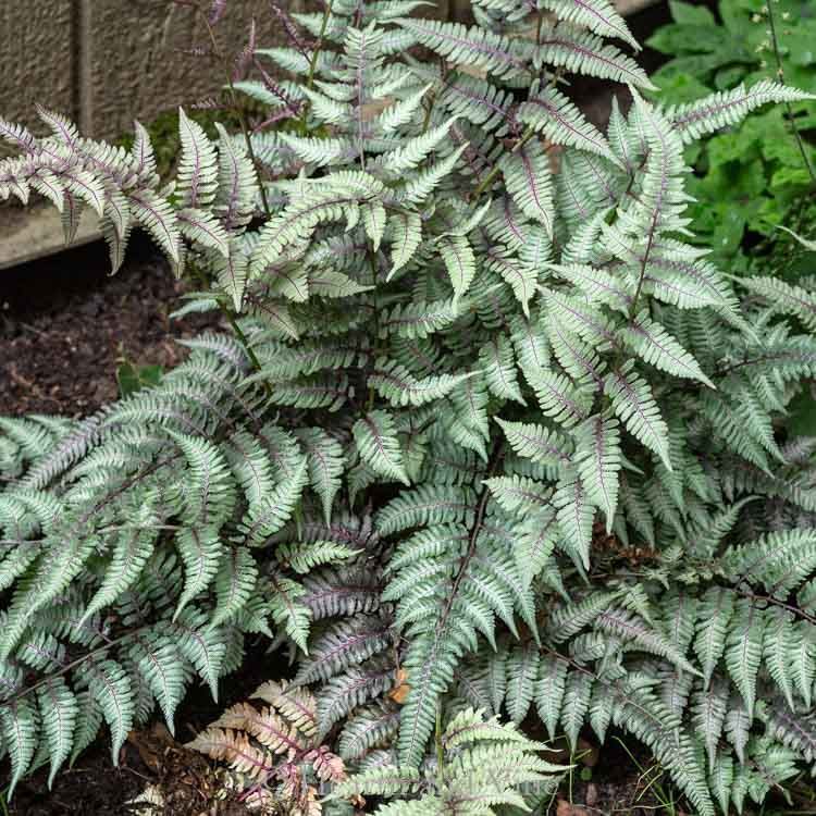 11 Perennial Shade Plants with Beautiful Foliage -   11 fern plants Painting ideas