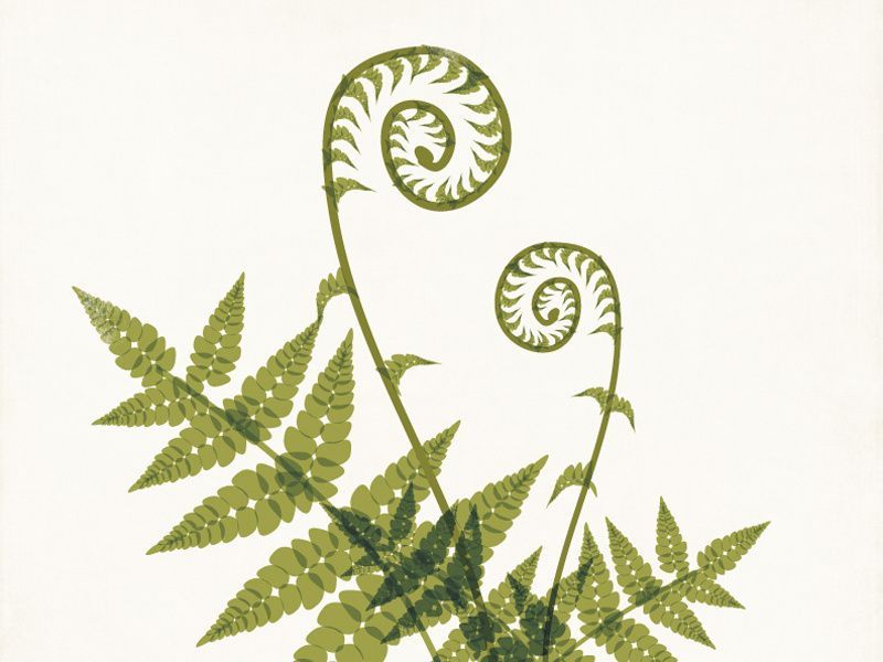 Fiddlehead Fern Illustration -   11 fern plants Painting ideas
