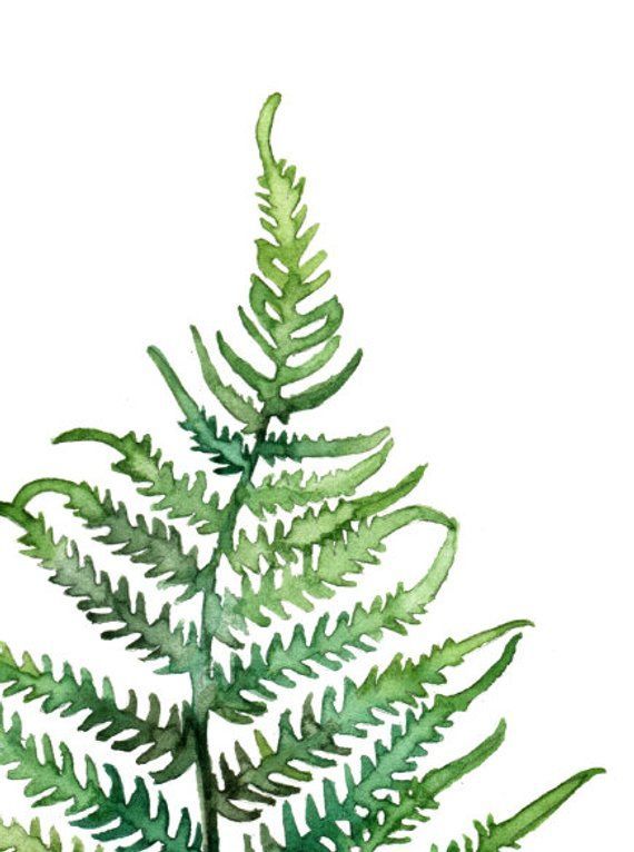 Fern Print - Made from my Original Fern Painting 