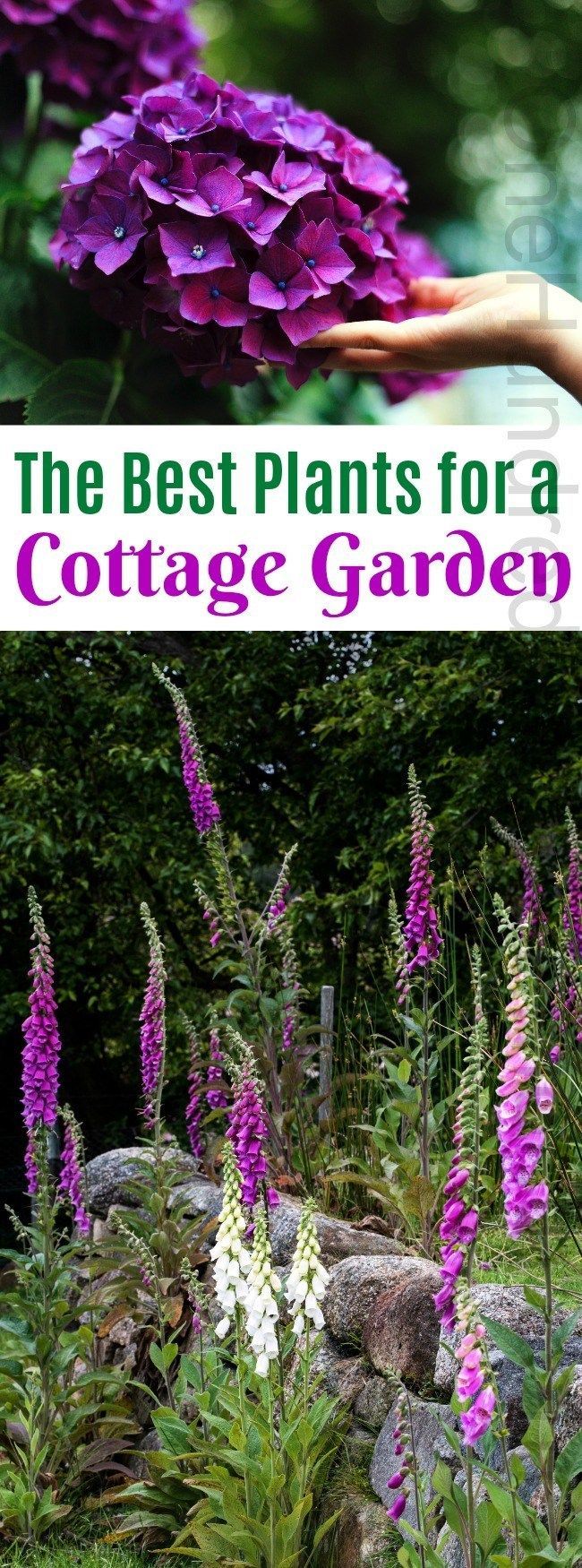 The Best Plants for a Cottage Garden -   11 garden design Herb plants ideas