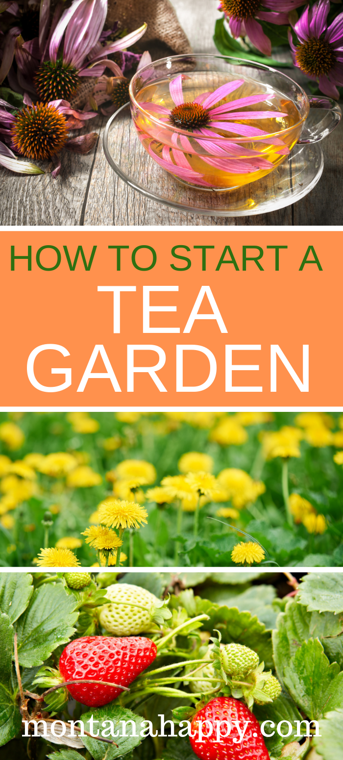 HOW TO START A TEA GARDEN -   11 garden design Herb plants ideas
