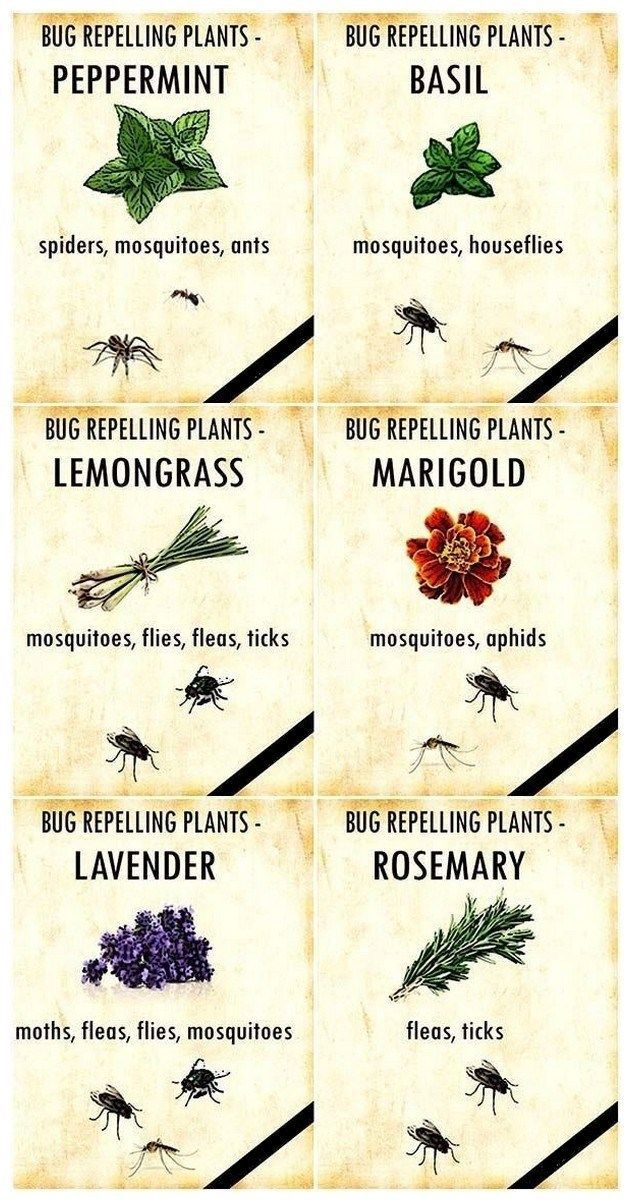 41 fragrant plants that repel mosquitoes 31 -   11 garden design Herb plants ideas