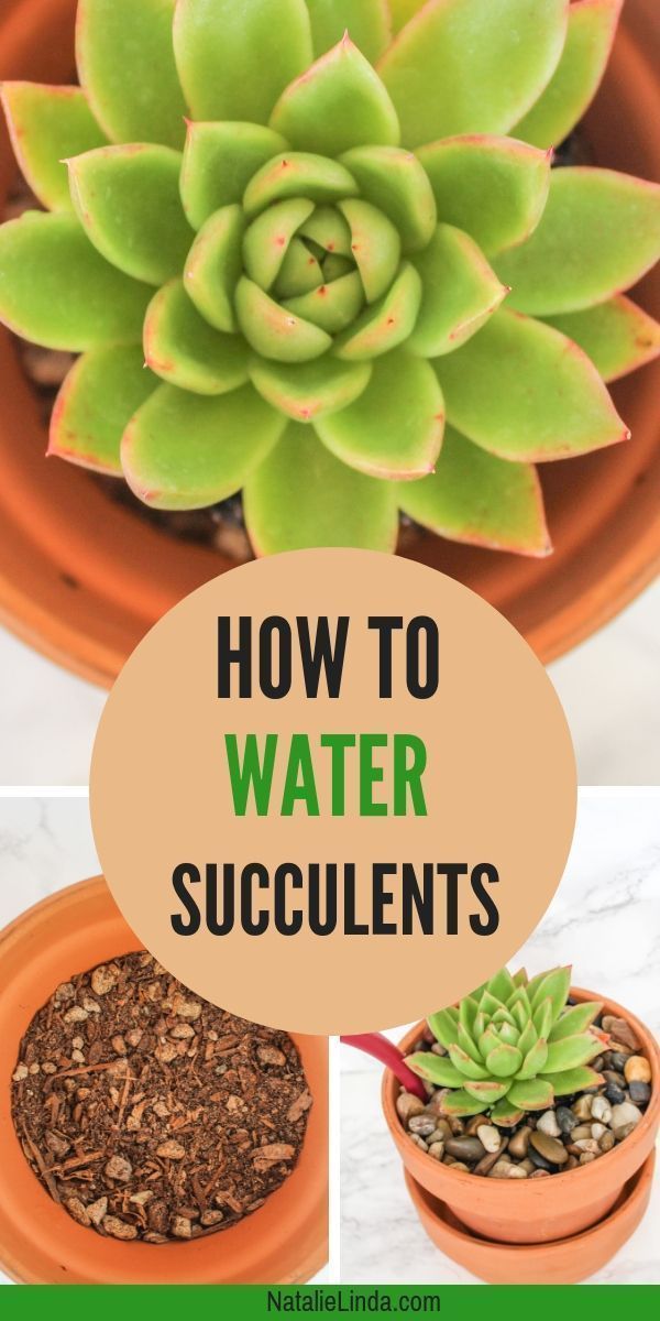 How to Water Succulents - the Right Way -   11 planting Decoration succulents ideas