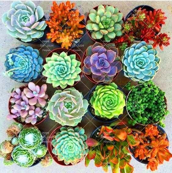 Our Most Popular Jewel Succulent Mix -   11 planting Decoration succulents ideas