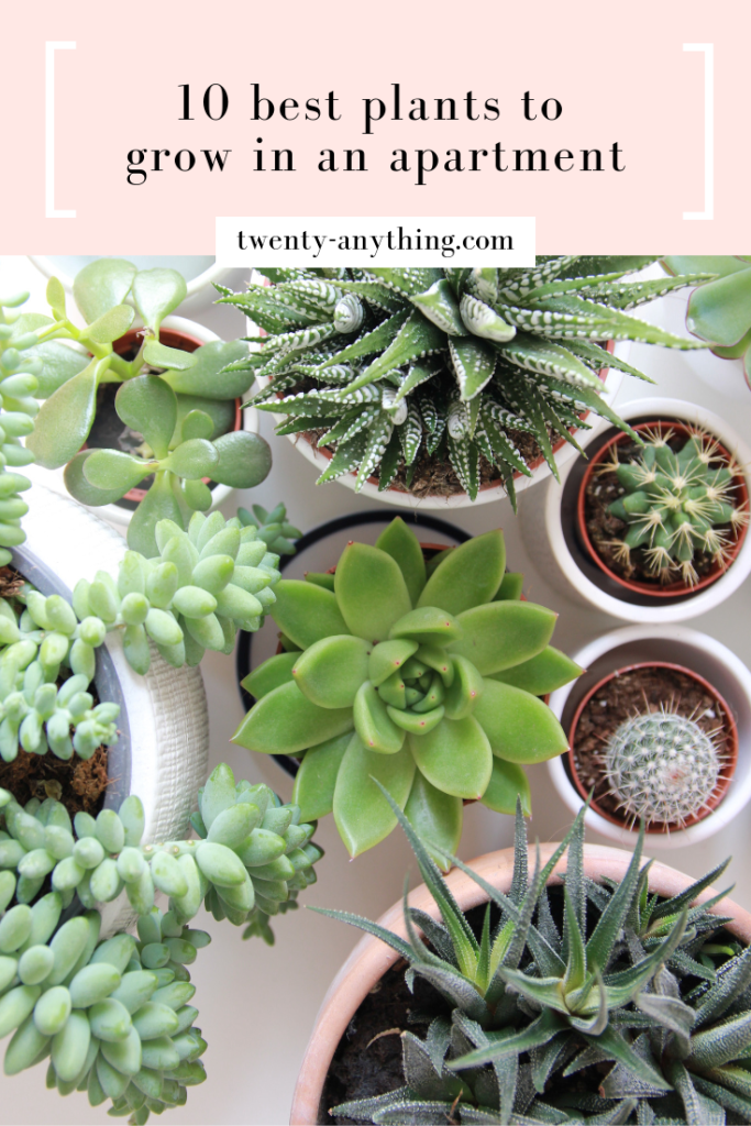 10 best plants to grow in an apartment (no green thumb required -   11 plants Decor budget ideas