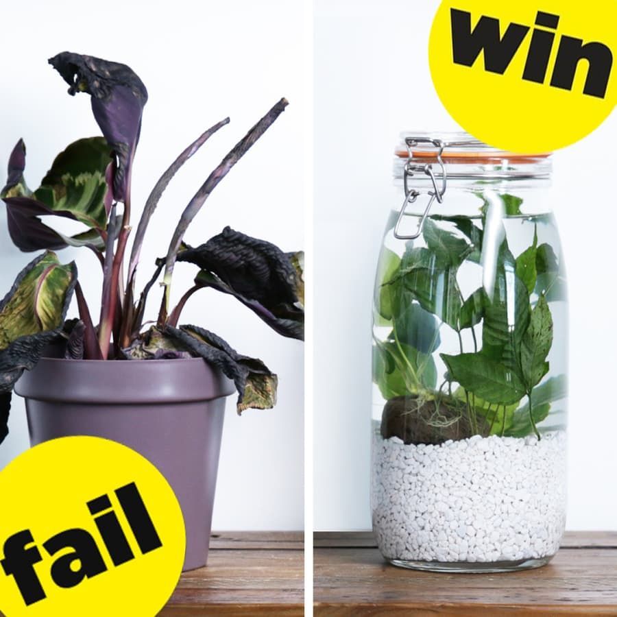 Finally There's A DIY Houseplant You Can't Kill! -   12 underwater planting DIY ideas