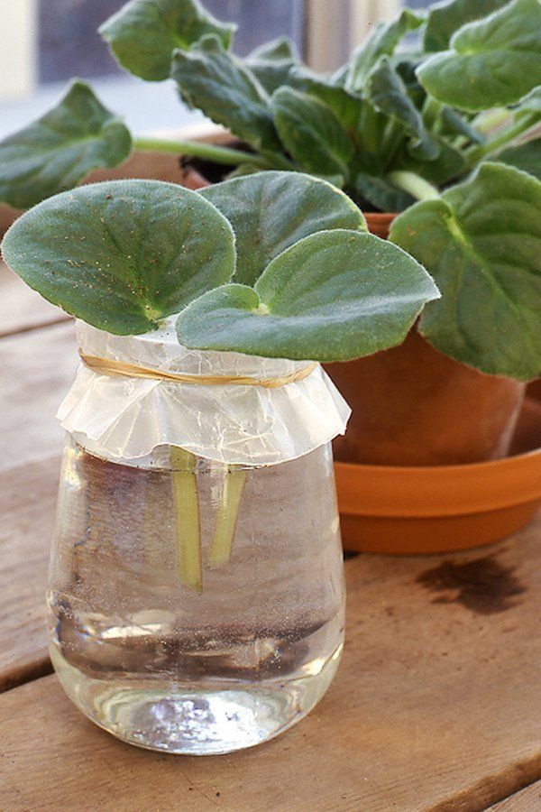 Learn All the Simple Ways to Propagate Houseplants Here -   13 planting House glass ideas