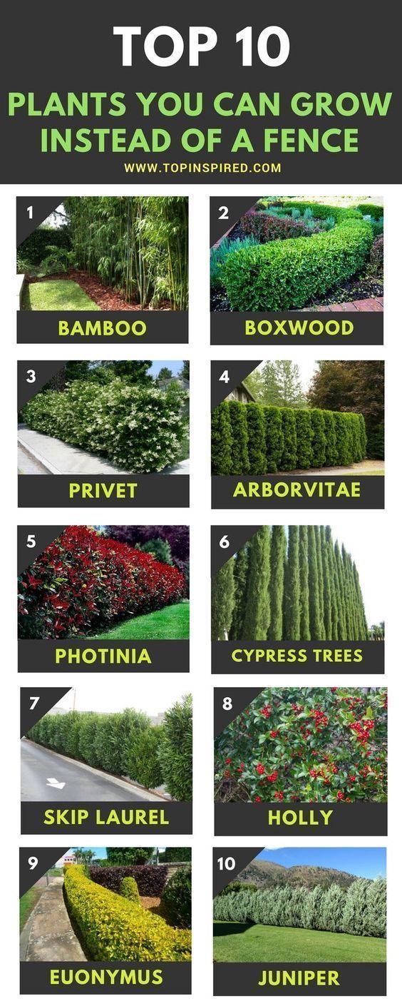 Top 10 Beautiful Plants You Can Grow Instead Of A Fence -   13 plants Beautiful front yards ideas