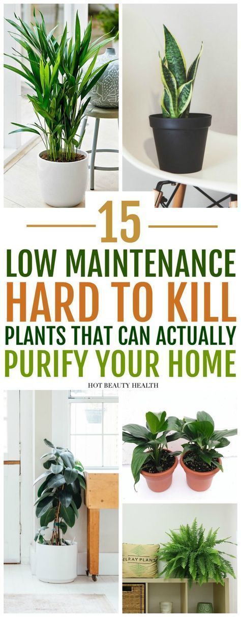 15 Air Purifying Plants You Need In Your Home -   14 garden design Low Maintenance ideas