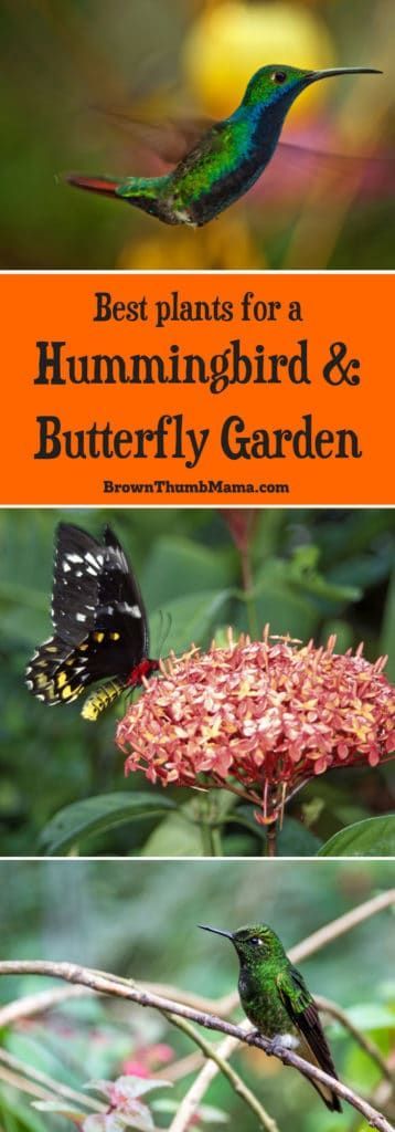 Create a Butterfly & Hummingbird Garden -   15 planting Garden thoughts ideas