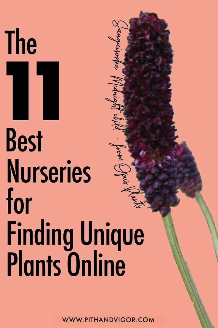 The 11 Best Nurseries for Finding Unique Plants Online -   15 planting Garden thoughts ideas