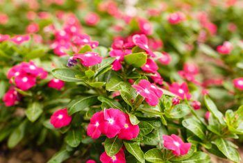 How to Take Care of Vinca Flowers -   15 planting Garden thoughts ideas