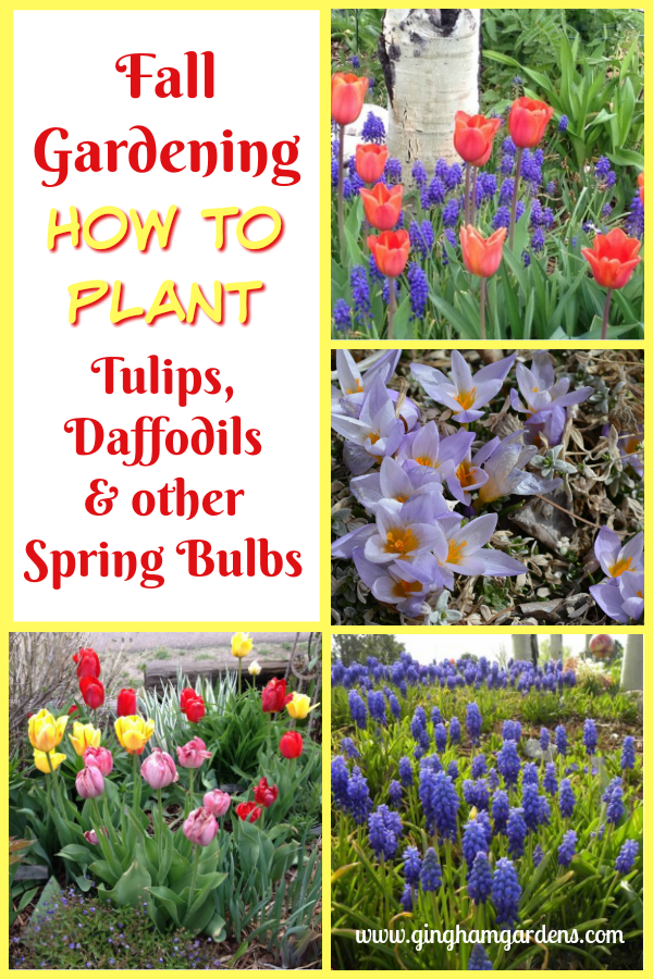 Planting Bulbs in the Fall for Amazing Spring Flowers -   15 planting other ideas