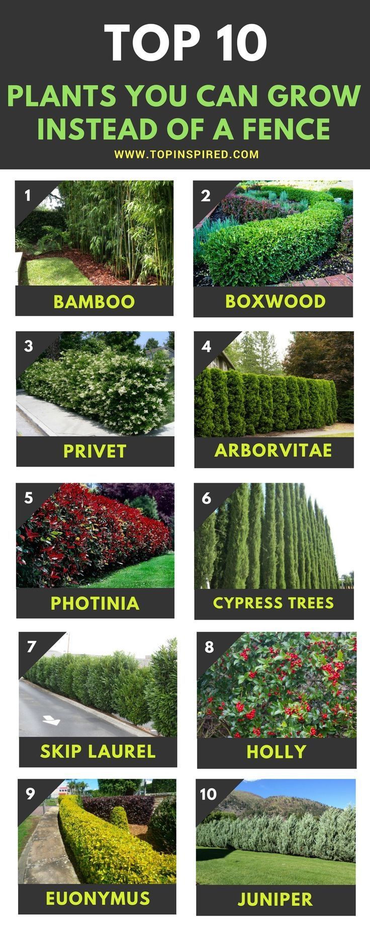 Top 10 Beautiful Plants You Can Grow Instead Of A Fence -   15 planting other ideas