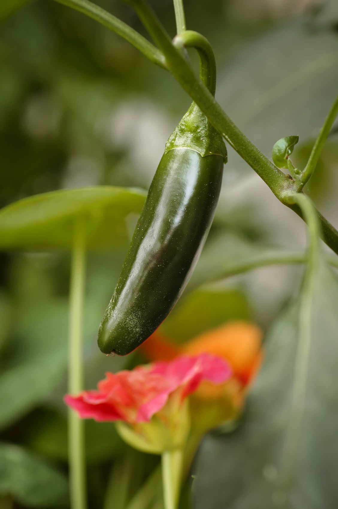Jalapeno Companion Plants – What Can I Plant With Jalapeno Peppers -   15 planting other ideas