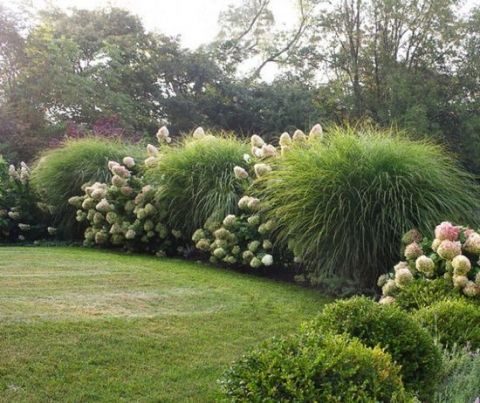 Landscaping with Ornamental Grasses -   15 planting other ideas