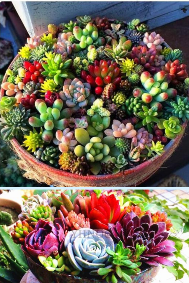 Beautiful Warm Toned Succulents - 200 seeds -   15 planting other ideas