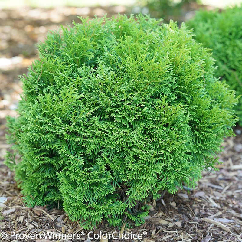 Tater Tot Arborvitae -   15 planting other ideas