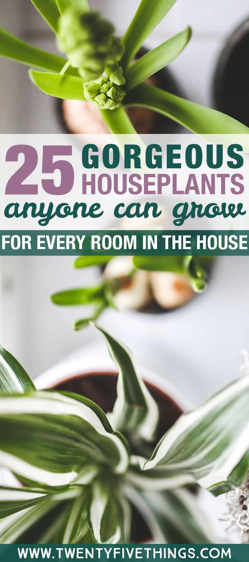 25 Gorgeous Plants to Grow Indoors -   15 plants Room houseplant ideas