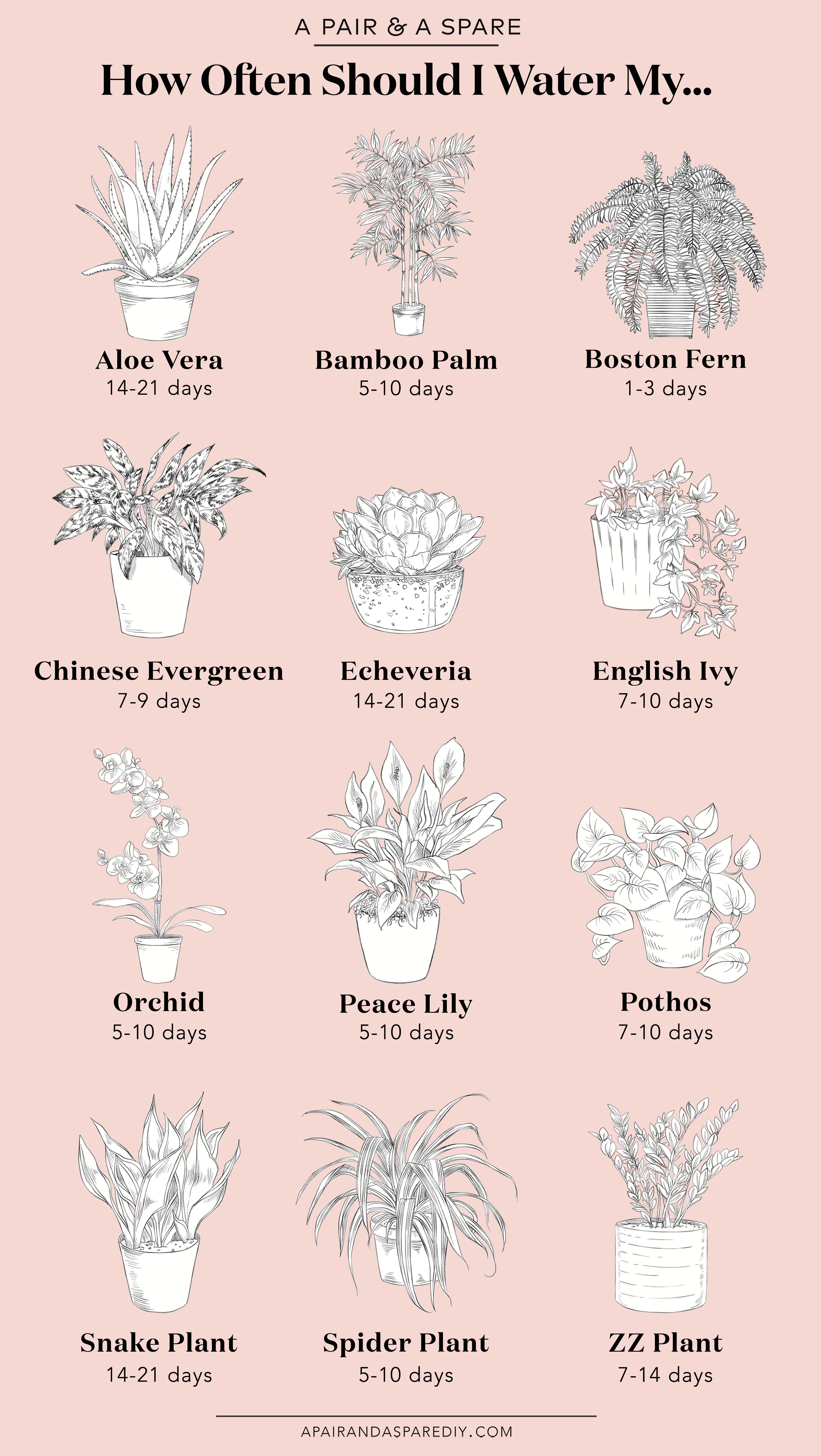 How Often Should I Water My Plants? (a pair & a spare) -   15 plants Room houseplant ideas