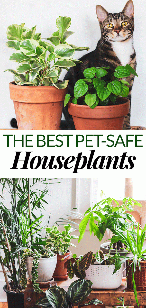 The Best Pet Friendly Houseplants -   15 plants Room houseplant ideas