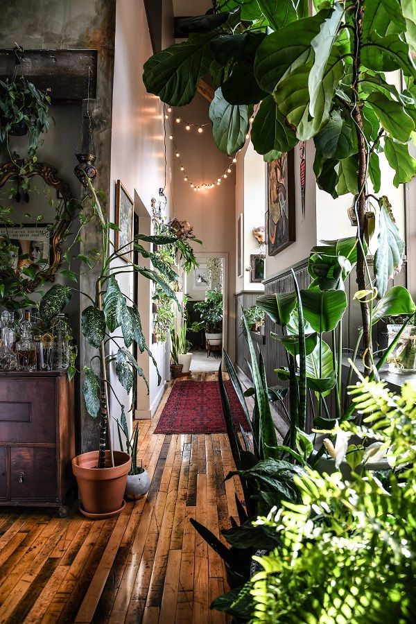 Jungle of Love - Extract from Wonder Plants 2 -   15 plants Room houseplant ideas