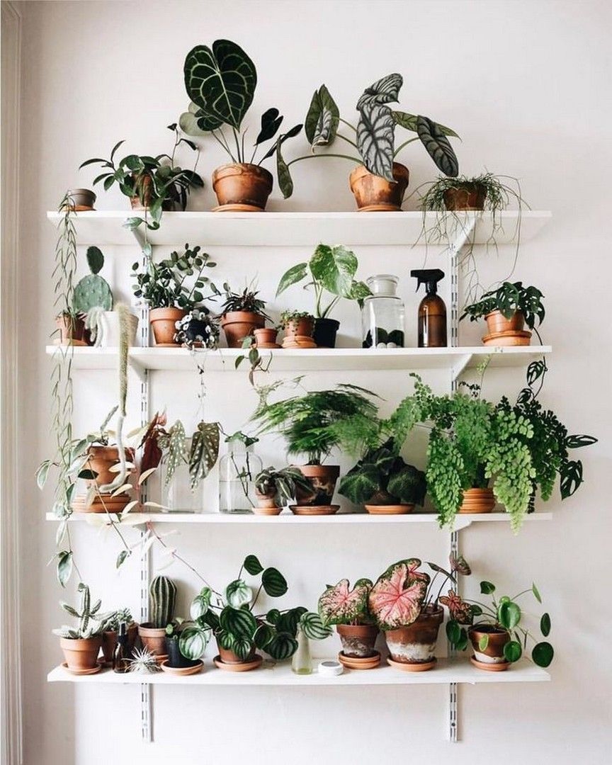 19 Houseplants that Can Survive Urban Apartments -   15 plants Room houseplant ideas