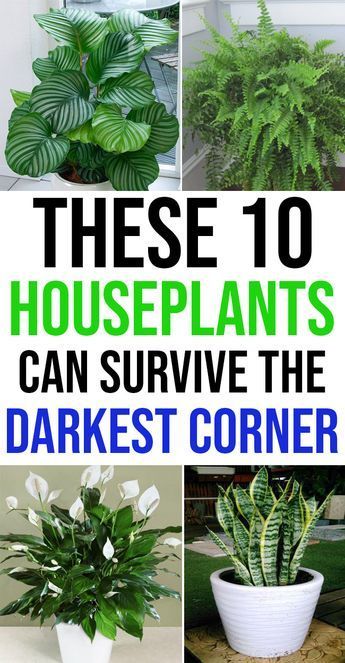 10 Houseplants That Can Survive Darkest Corner of Your House -   15 plants Room houseplant ideas