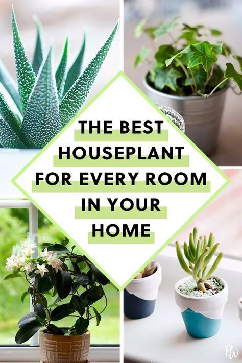 The Best Houseplant for Every Room in Your Home -   15 plants Room houseplant ideas