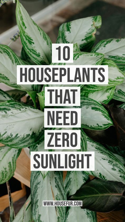 10 Houseplants That Need (Almost) Zero Sunlight -   15 plants Room houseplant ideas