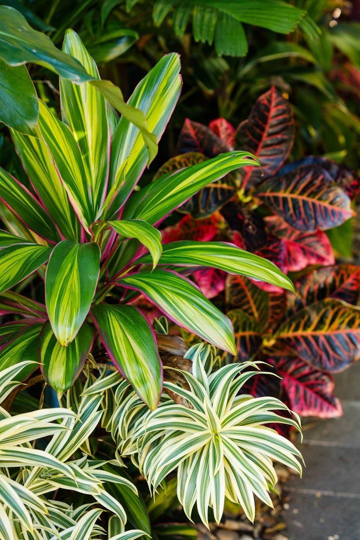 Create your own tropical backyard oasis -   15 plants Tropical landscapes ideas