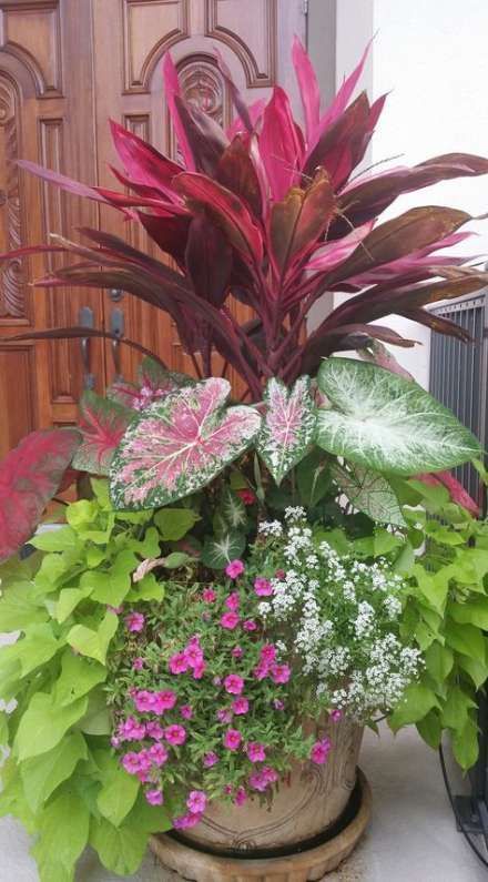 Super plants tropical planters 47 Ideas -   15 plants Tropical landscapes ideas