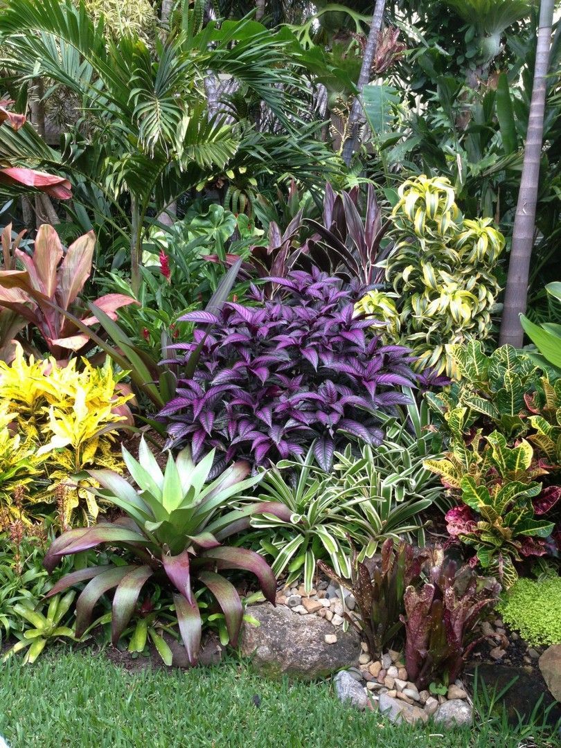 15 plants Tropical landscapes ideas