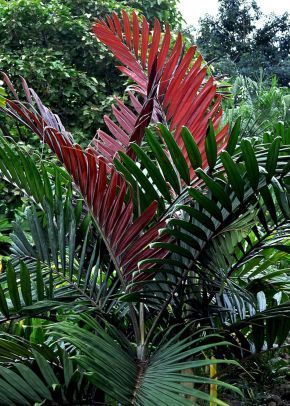 Tropical Gardens Landscape Design (Tropical Gardens Landscape Design) design ideas and photos -   15 plants Tropical landscapes ideas