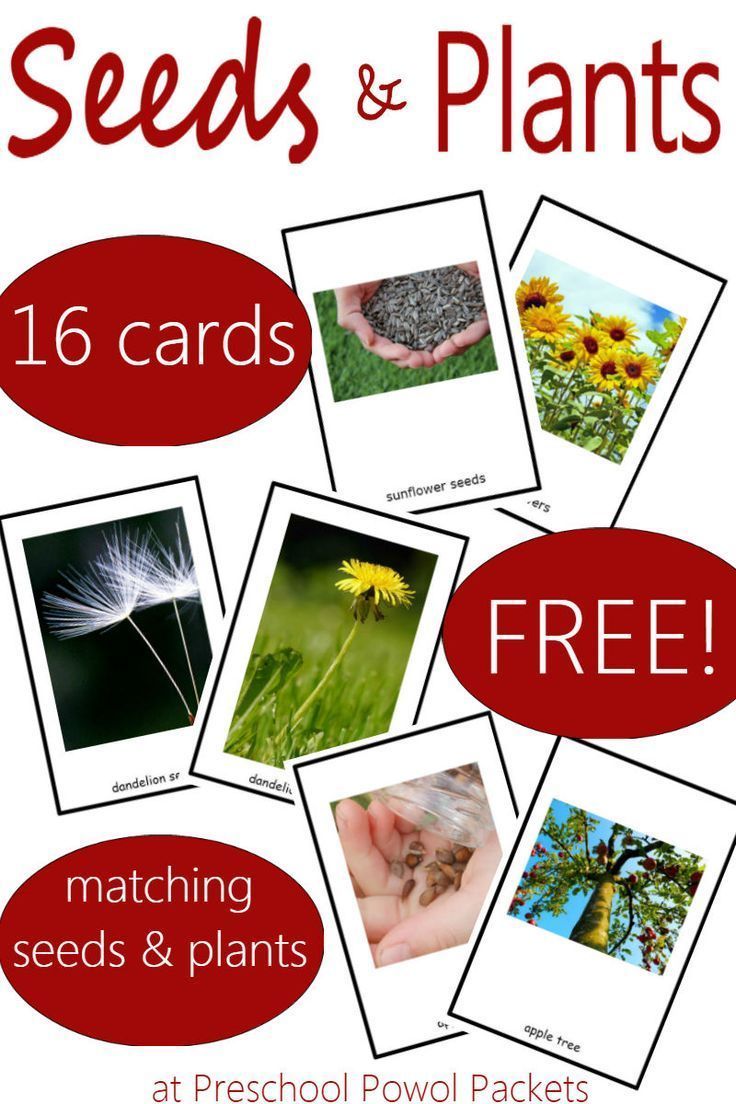 Seed & Plant Matching Game & {FREE} Printable -   17 plants For Kids awesome ideas