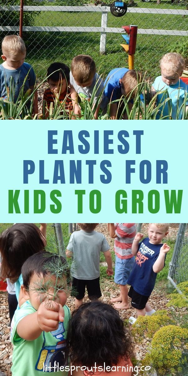 What are the Easiest Plants for Kids to Grow in the Children's Garden? -   17 plants For Kids awesome ideas