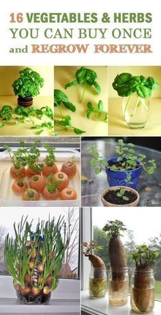 25 Amazing DIY Kitchen scraps (vegetables, fruits, herbs) that you can re-grow -   17 plants Vegetables from scraps ideas
