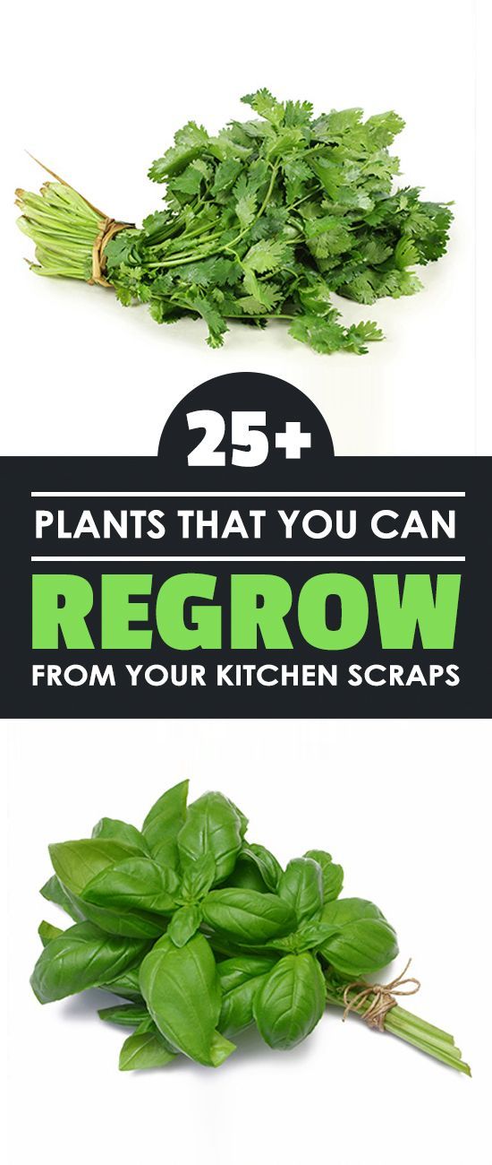 25+ Plants That You Can Regrow From Your Kitchen Scraps -   17 plants Vegetables from scraps ideas