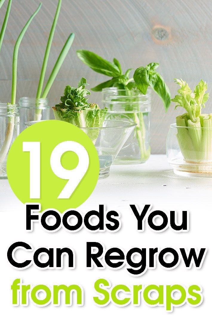 19 Foods You Can Regrow from Scraps - Lazy Girl Tips -   17 plants Vegetables from scraps ideas