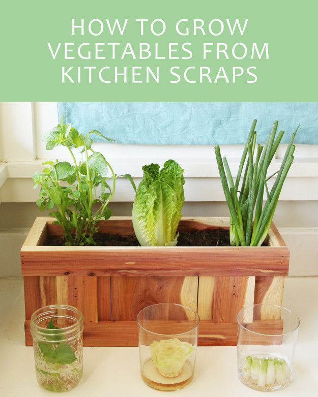 Here's How To Give Your Vegetable Scraps A New Life -   17 plants Vegetables from scraps ideas