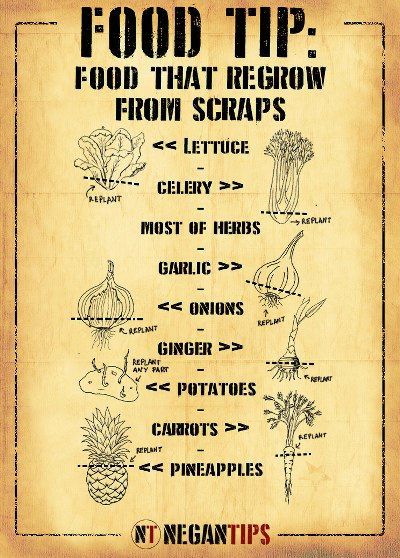10 Food that Regrow from Scraps -   17 plants Vegetables from scraps ideas