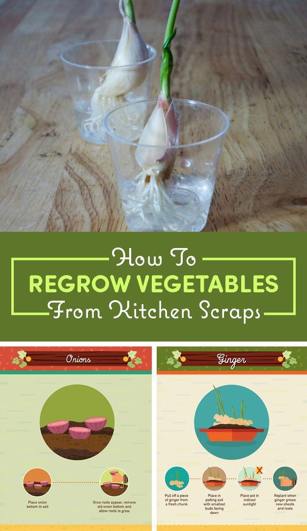 16 Foods That You Can Magically Regrow From Scraps -   17 plants Vegetables from scraps ideas