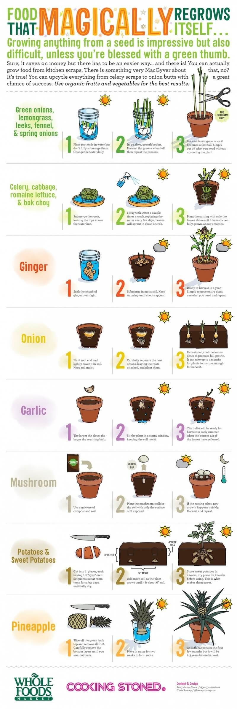 12 Vegetables That You Buy ONCE And Regrow FOREVER! Use This Guide On How To Grow Them -   17 plants Vegetables from scraps ideas