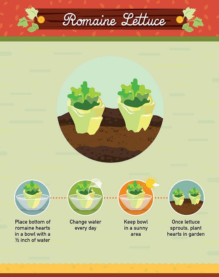 Infographic: 19 Foods You Can Regrow from Scraps -   17 plants Vegetables from scraps ideas