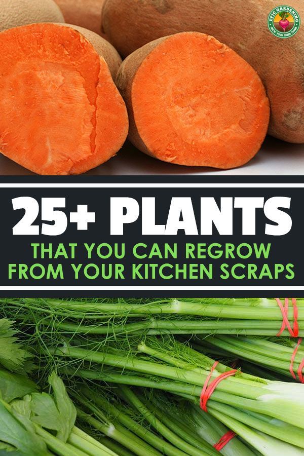 17 plants Vegetables from scraps ideas